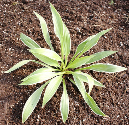 'Silver Lance' Hosta