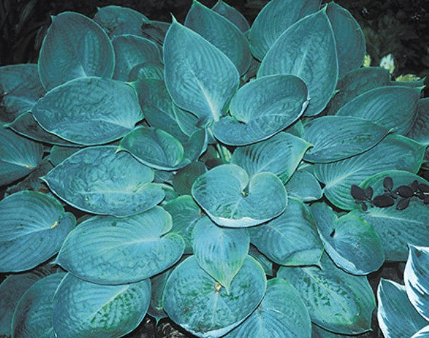 'Silver Moon' Hosta Courtesy of Shady Oaks Nursery