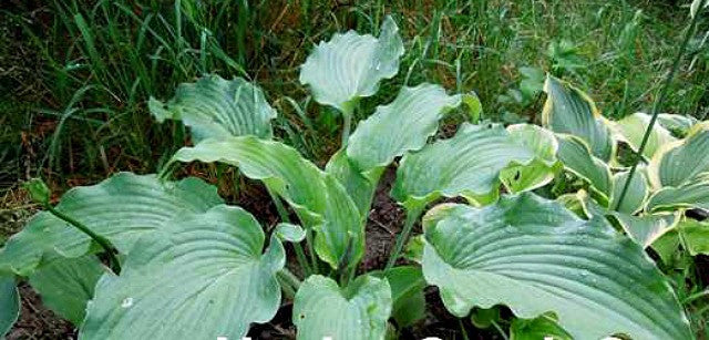 'Silver Serenity' Hosta