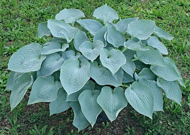 Hosta 'Silver Light' Courtesy of Renee Knoppert and the Hosta Library