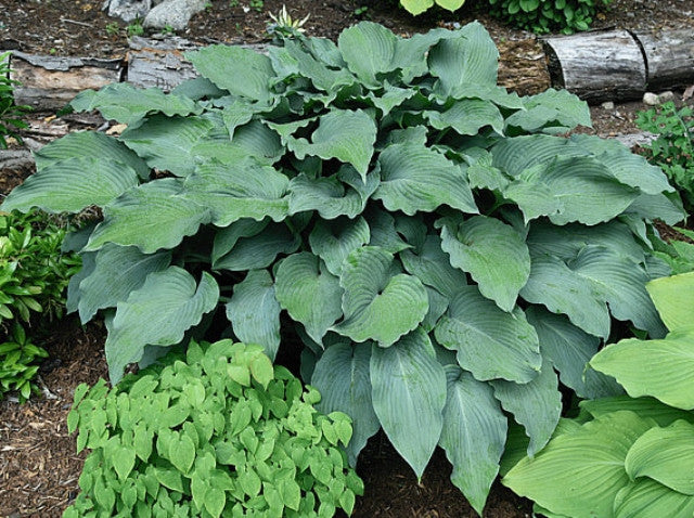 Hosta 'Silver Serenity' Courtesy of Bert Malkus and the Hosta Library