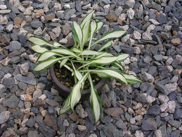 'Shiro Kabitan' Hosta From NH Hostas