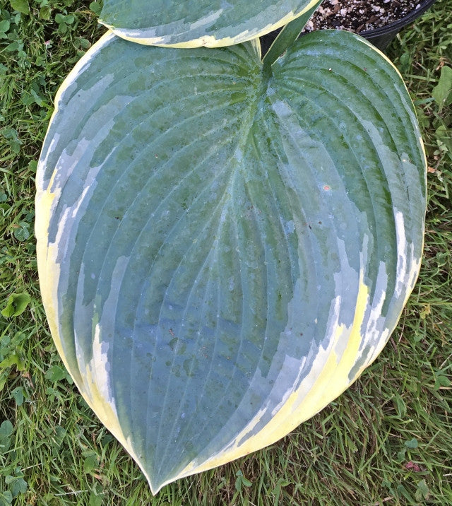 Hosta 'Silverback' From NH Hostas