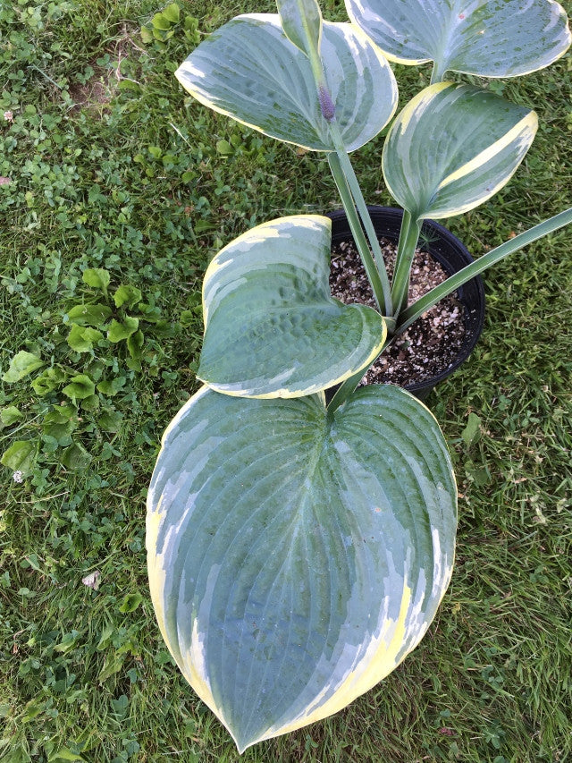 Hosta 'Silverback' From NH Hostas