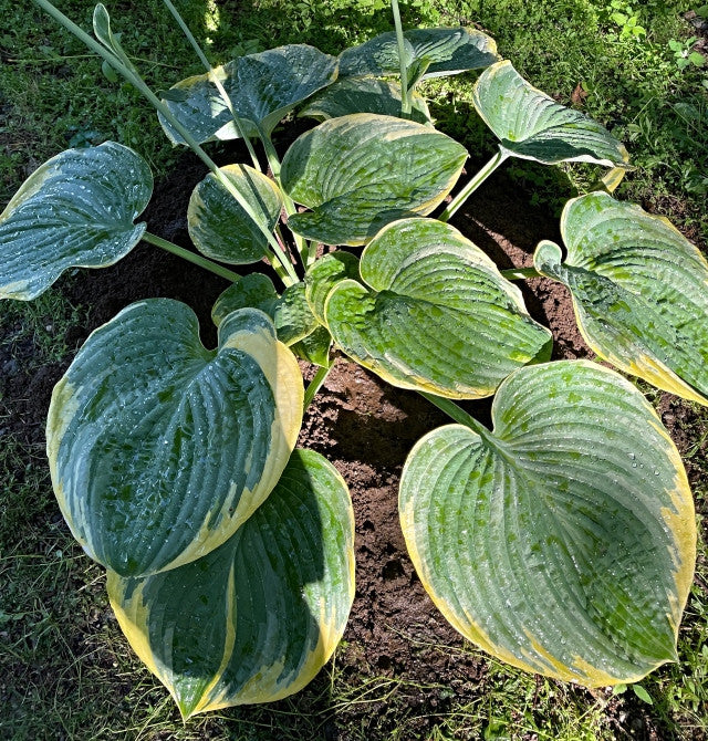 Hosta 'Silverback' From NH Hostas