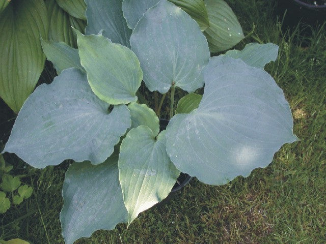 'Sky Dancer' Hosta Courtesy of Danny Van Eechaute