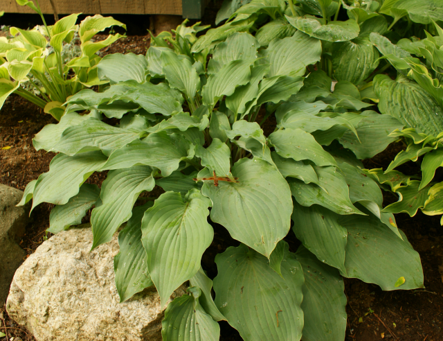 'Sky Dancer' Hosta From NH Hostas