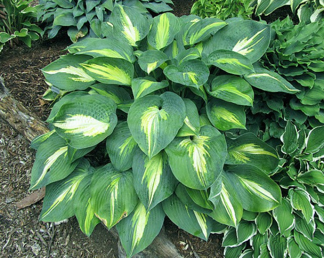 'Smash Hit' Hosta Courtesy of Carol Brashear