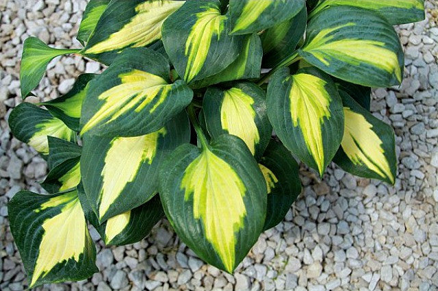 'Smash Hit' Hosta Courtesy of Q&Z Nursery