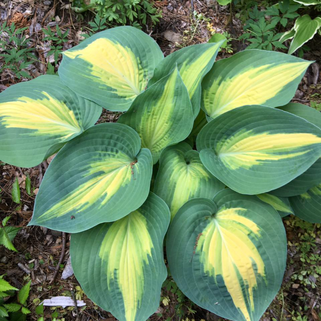 'Smash Hit' Hosta