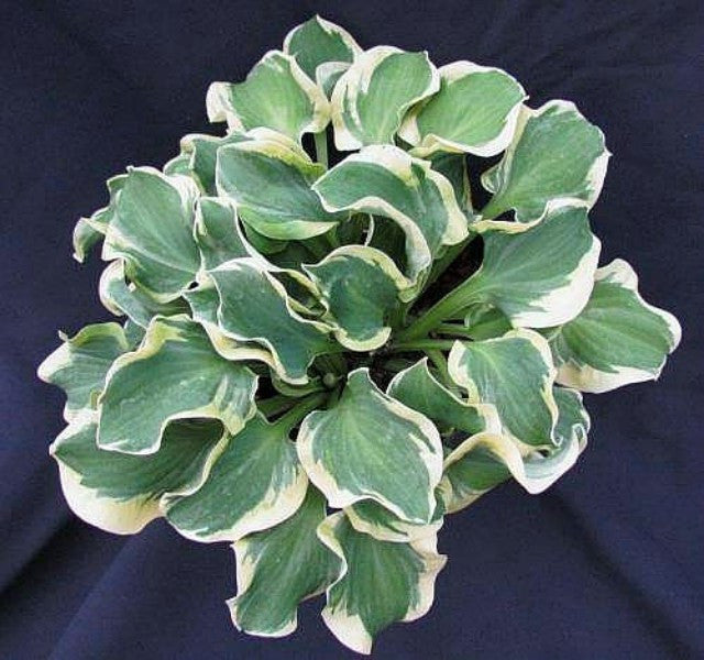 Hosta 'Smiling Mouse' Courtesy of Jan van den Top and the Hosta Library