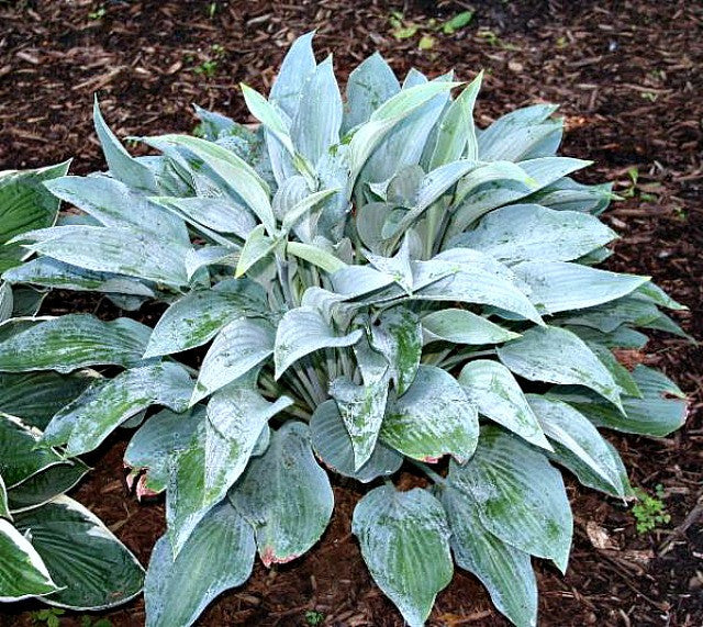 'Smoke Signals' Hosta Courtesy of B & D Stegeman