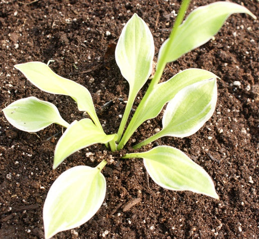 'Snowbound' Hosta From NH Hostas