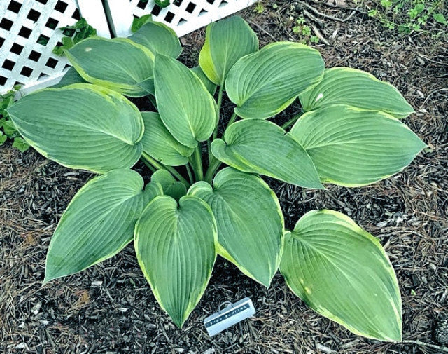 Hosta 'Snow Bunting' Courtesy of the Hosta Library