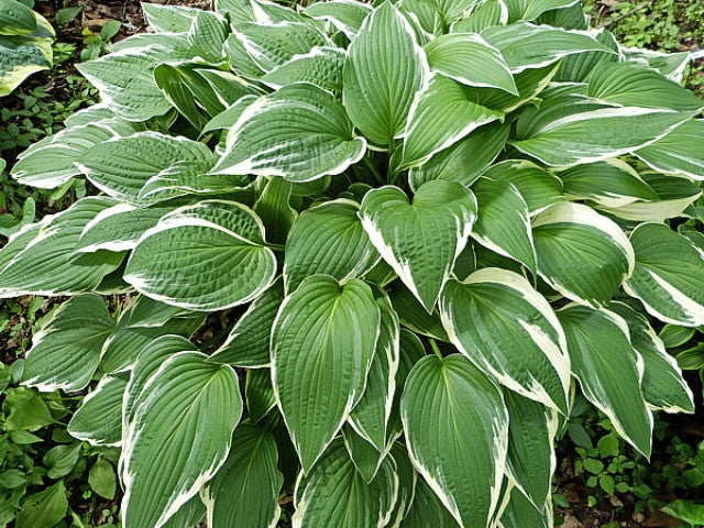 Hosta 'Snow Crust' Courtesy of the Hosta Library