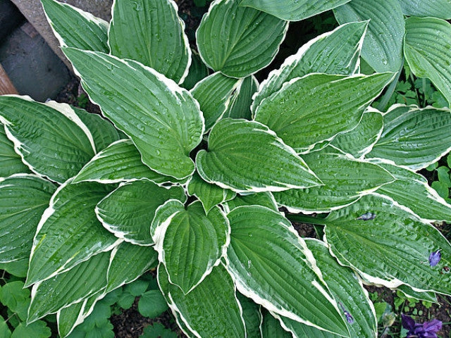 Hosta 'Snow Crust' Courtesy of the Hosta Library