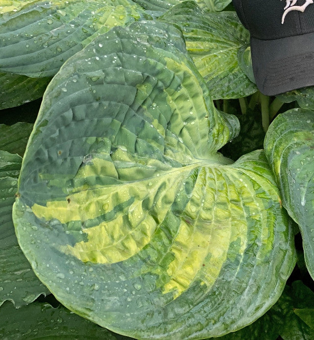 Hosta 'Sound of Music' Courtesy of Walters Gardens