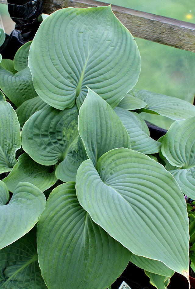 'Space Odyssey' Hosta From NH Hostas
