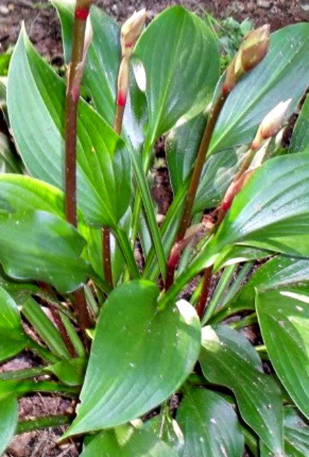 'Sparkling Burgundy' Hosta