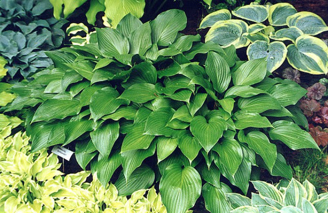 Hosta 'Sparkling Burgundy' Courtesy of Carol Brashear