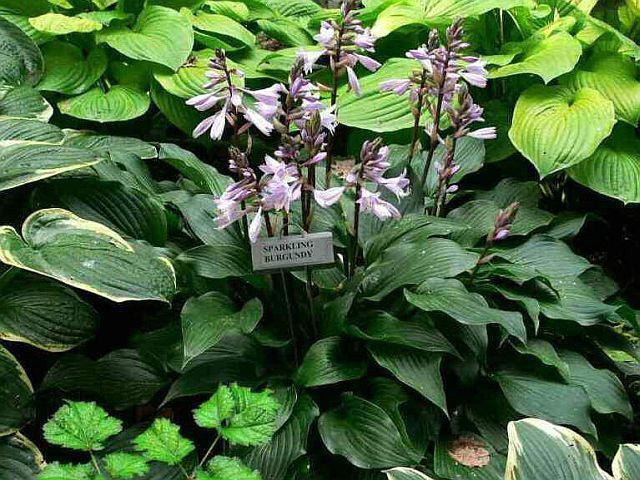 Hosta 'Sparkling Burgundy' on Pinterest