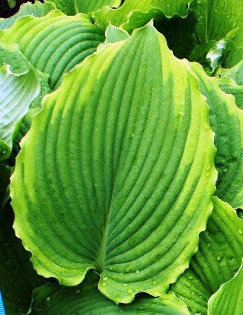 'Spartacus' Hosta From NH Hostas