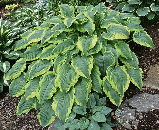 Hosta 'Spartacus' Courtesy of Bert Malkus and the Hosta Library