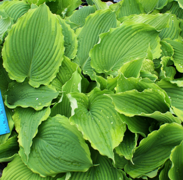 'Spartacus' Hosta From NH Hostas