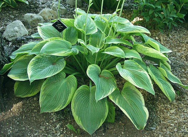 'Spartan Glory' Hosta Courtesy of Carol Brashear