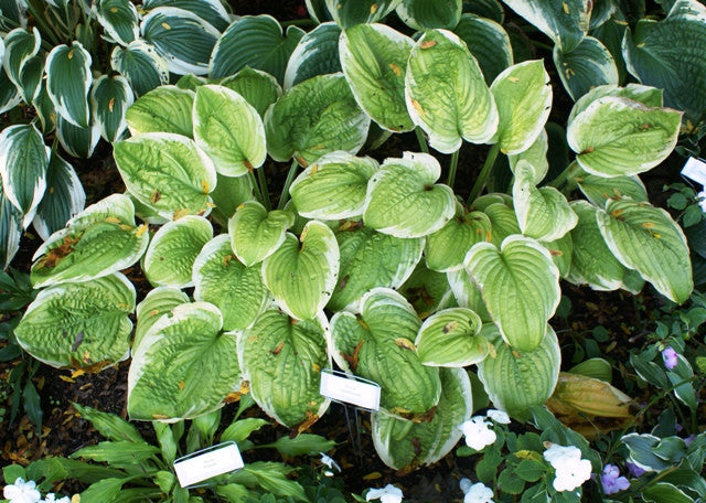 'Spellbound' Hosta From NH Hostas
