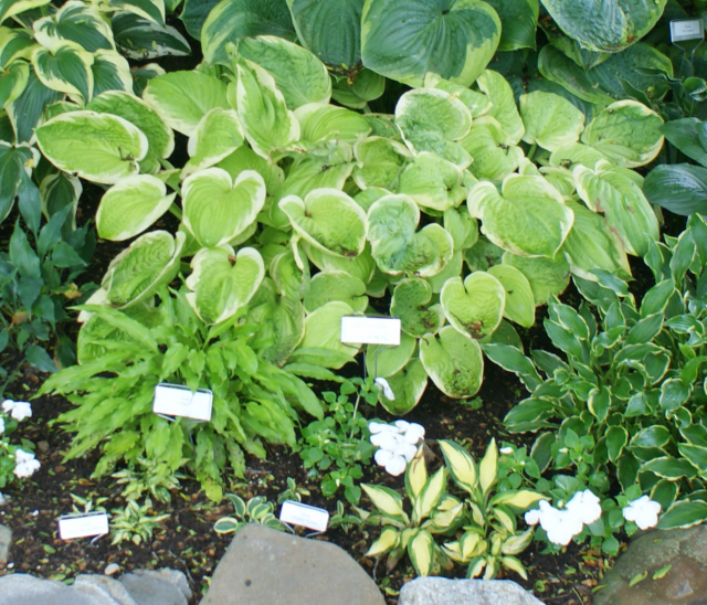 'Spellbound' Hosta From NH Hostas