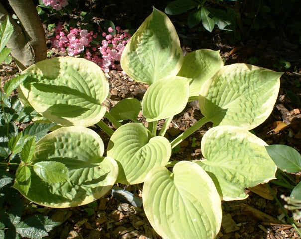 'Spellbound' Hosta From NH Hostas