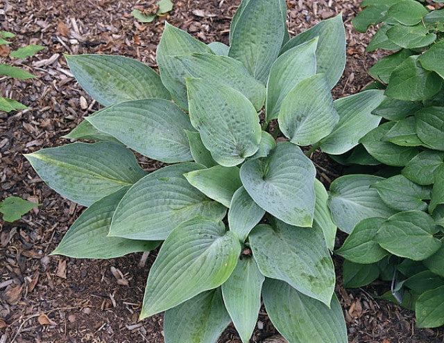 Hosta 'Spring Ghost' Courtesy of Bert Malkus and the Hosta Library
