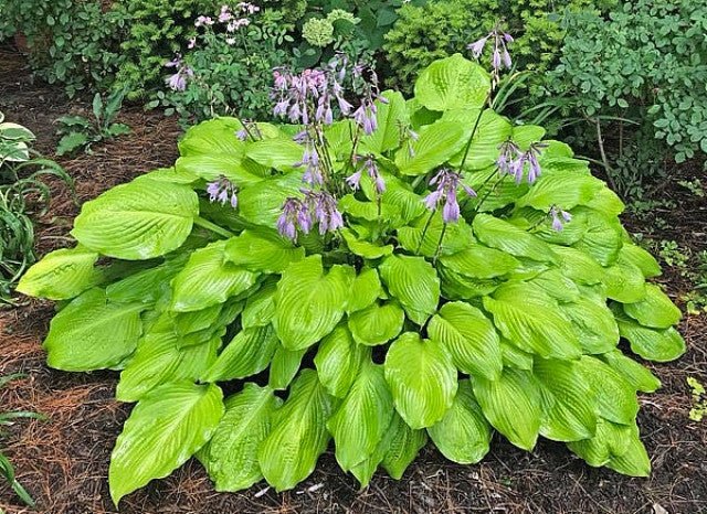 Hosta 'Squash Casserole' Courtesy of the Hosta Library