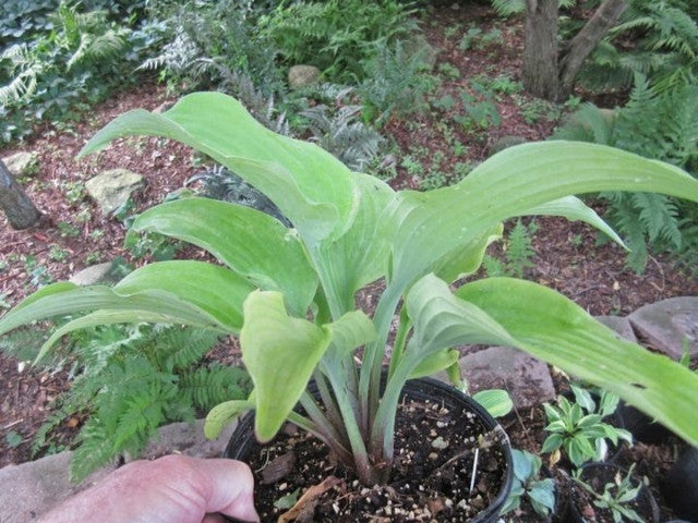 Hosta 'Steal the Spotlight' Courtesy of Jeff Moore