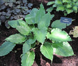 'Stimulation' Hosta Courtesy of Carol Brashear