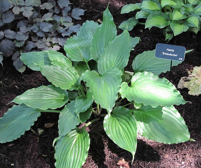 'Stimulation' Hosta Courtesy of Carol Brashear