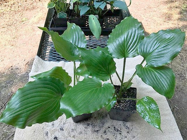 'Stimulation' Hosta Courtesy of Naylor Creek