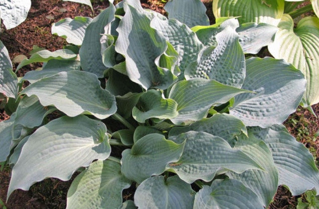 Hosta 'Stuck On Blue' Courtesy of Don Dean