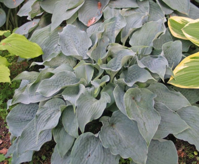 Hosta 'Stuck On Blue' Courtesy of Don Dean
