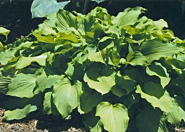 Hosta 'Sublime Lime' Courtesy of George Kruer and the Hosta Library