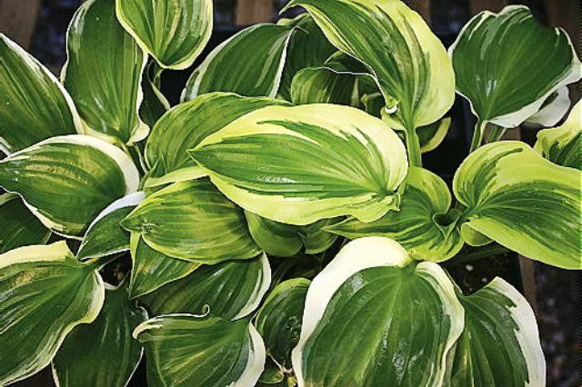 'Sugar and Spice' Hosta Courtesy of Q&Z Nursery