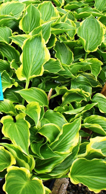 'Sugar and Spice' Hosta From NH Hostas