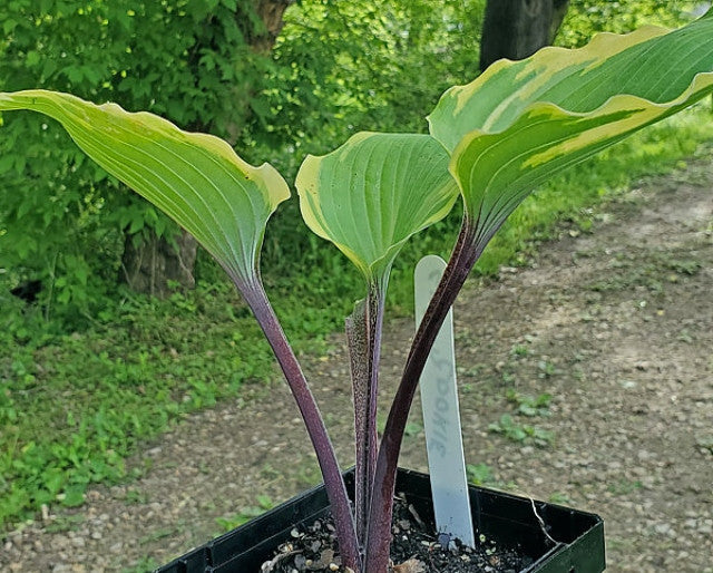 Hosta 'Sugar Cookie' Courtesy of the Hosta Library