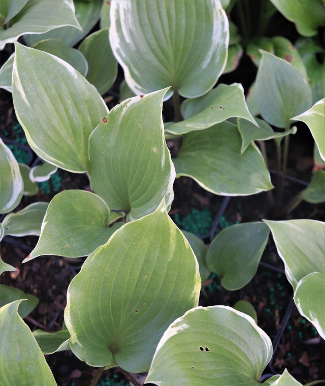 Courtesy of Green Hill Farm