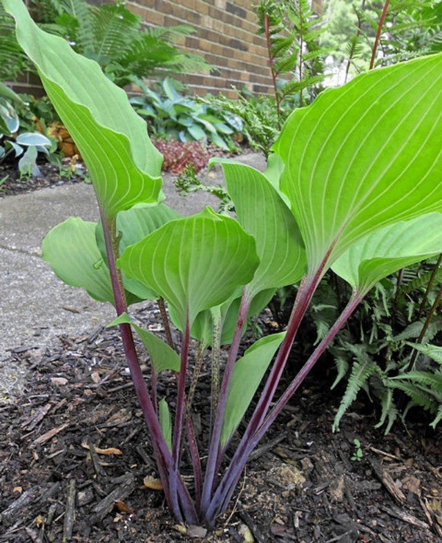 Hosta 'Sugar Plum' Courtesy of Joanna Kovalcsik and the Hosta Library