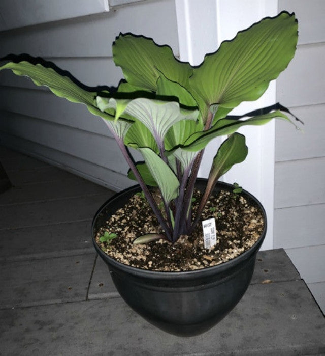 Hosta 'Sugar Plum' From NH Hostas