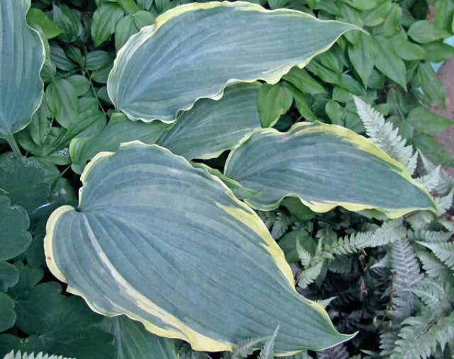 Hosta 'Sultans of Swing' Courtesy of Carol Brashear