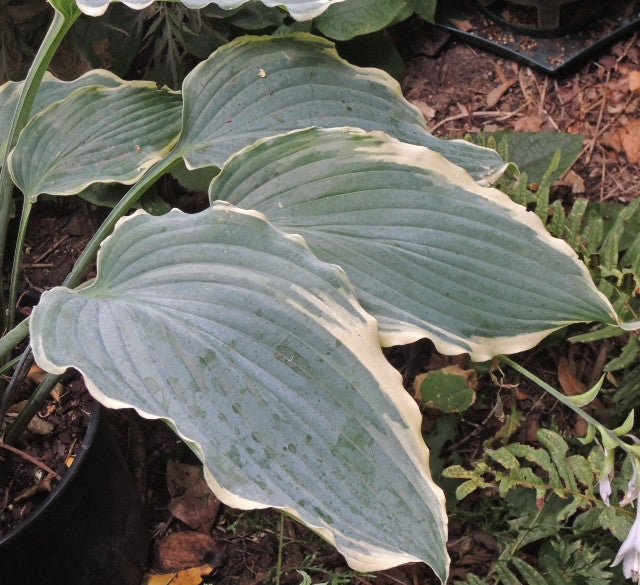 Hosta 'Sultans of Swing' Courtesy of Danny Van Eechaute