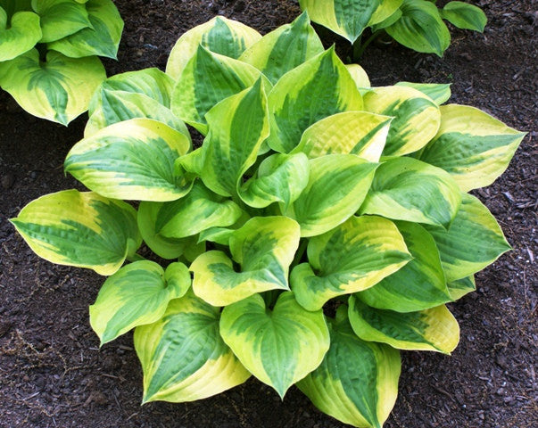 'Summer Breeze' Hosta From NH Hostas
